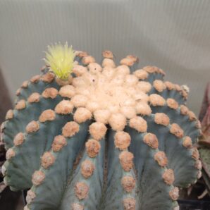 Ferocactus glaucescens f. inermis | 42