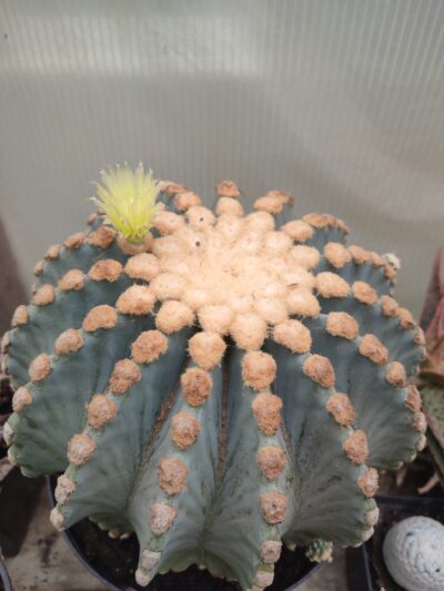 Ferocactus glaucescens f. inermis