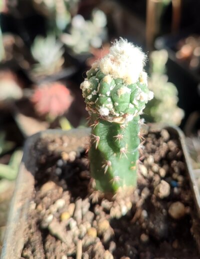 Astrophytum asterias cv.Kikko turtle - Зображення 2