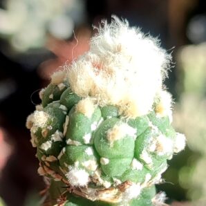 Astrophytum asterias cv.Kikko turtle