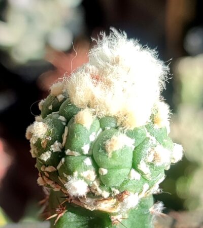 Astrophytum asterias cv.Kikko turtle