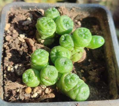 Mammillaria bocasana fred - Зображення 2