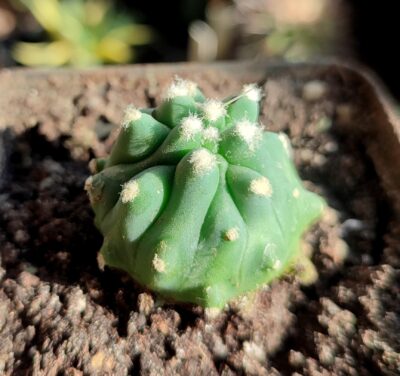 Ferocactus glaucescens f. inermis - Зображення 2