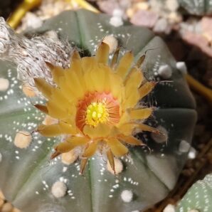Astrophytum asterias sk black