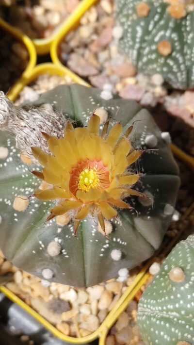 Astrophytum asterias sk black