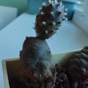 Tephrocactus Strobiliformis