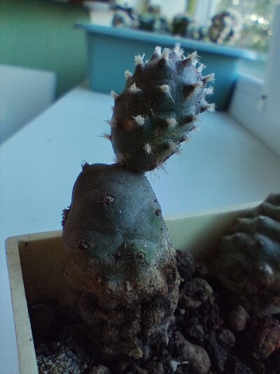 Tephrocactus Strobiliformis