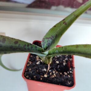 Agave maculata