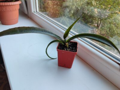 Agave maculata - Зображення 2