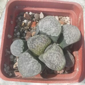 Haworthia Groenewaldii