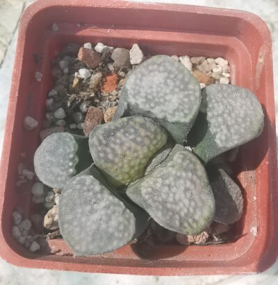 Haworthia Groenewaldii