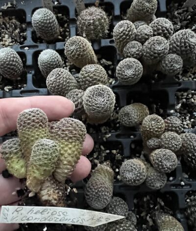 aylostera heliosa v. condorensis RH271, кущик - Зображення 2