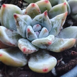 Echeveria Snow Angel