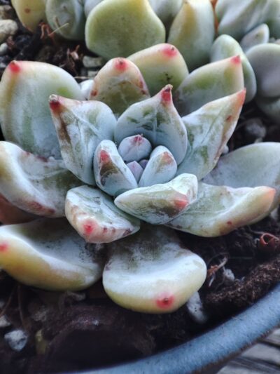 Echeveria Snow Angel