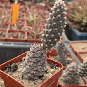 Tephrocactus articulatus v. strobiliformis