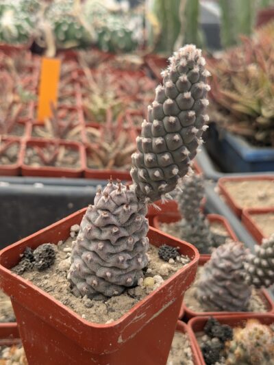 Tephrocactus articulatus v. strobiliformis