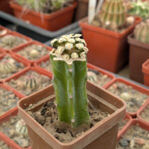 Mammillaria bertholdii