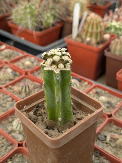 Mammillaria bertholdii