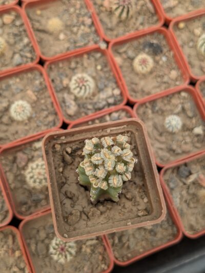 Mammillaria bertholdii - Зображення 2