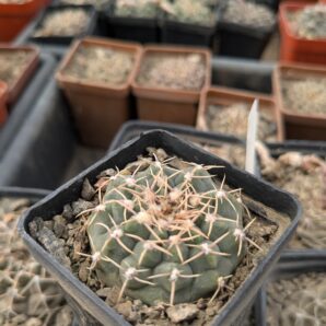 Gymnocalycium vatteri