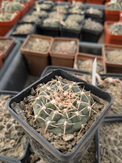 Gymnocalycium vatteri