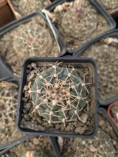 Gymnocalycium vatteri - Зображення 2