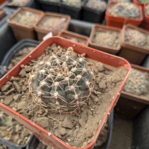 Gymnocalycium quehlianum