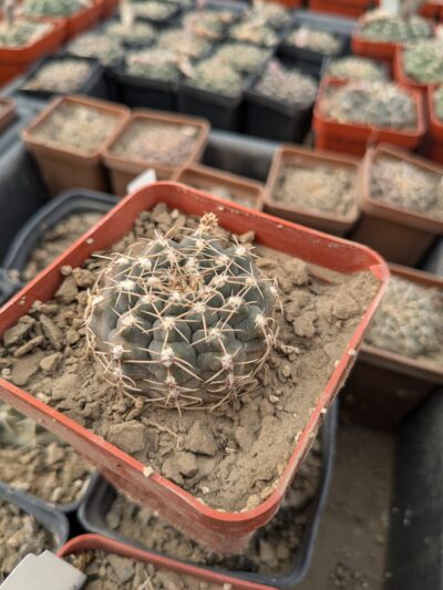 Gymnocalycium quehlianum