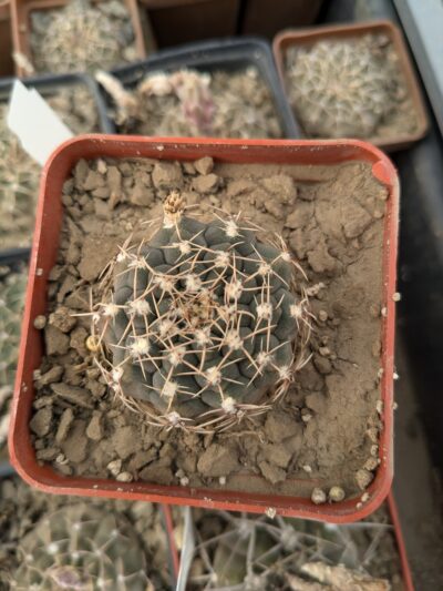 Gymnocalycium quehlianum - Зображення 2