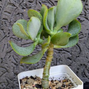 Crassula Blue Bird