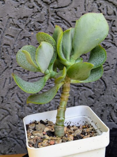 Crassula Blue Bird