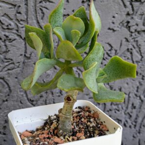 Crassula Blue Bird