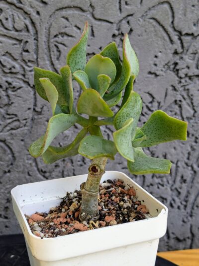 Crassula Blue Bird