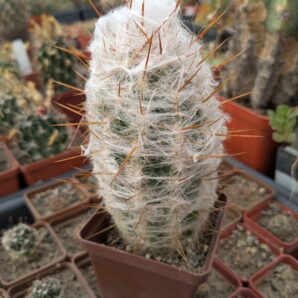 Oreocereus trollii