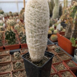 Espostoa melanostele