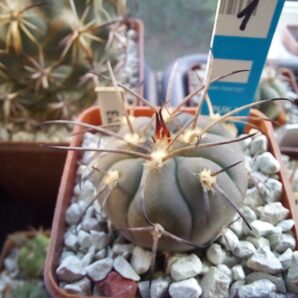 GYMNOCALYCIUM spegazzinii 1