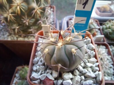 GYMNOCALYCIUM spegazzinii 1