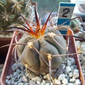 GYMNOCALYCIUM spegazzinii 2