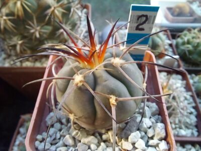 GYMNOCALYCIUM spegazzinii 2