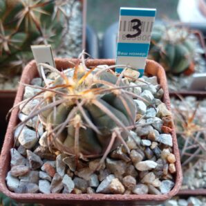 GYMNOCALYCIUM spegazzinii 3