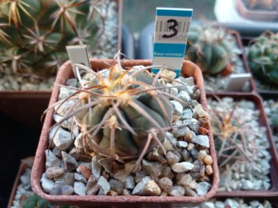 GYMNOCALYCIUM spegazzinii 3
