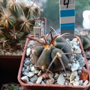 GYMNOCALYCIUM spegazzinii 4