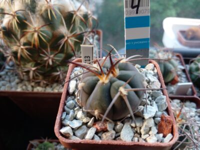 GYMNOCALYCIUM spegazzinii 4