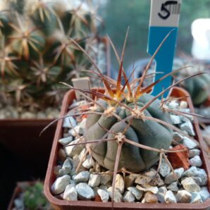 GYMNOCALYCIUM spegazzinii 5
