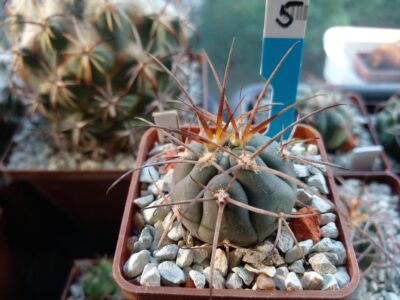 GYMNOCALYCIUM spegazzinii 5