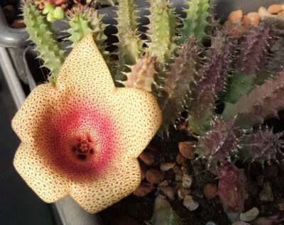 Tavaresia meintjesii