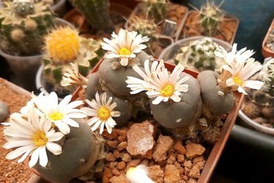 Lophophora alberto-vojtechii VM 758