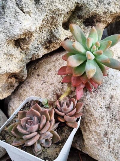 Graptosedum Francesco Baldi - Зображення 2