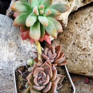 Graptosedum Francesco Baldi