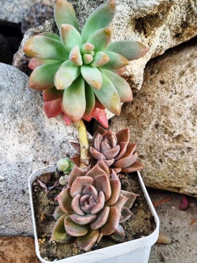 Graptosedum Francesco Baldi